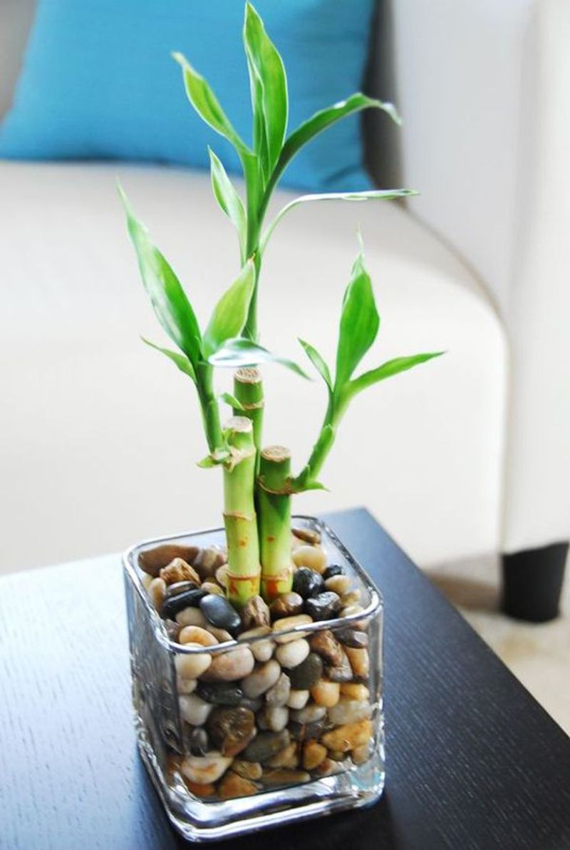 Bamboo