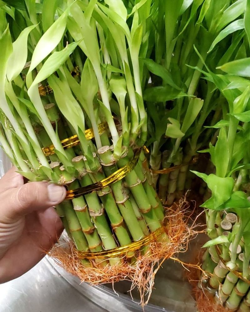 Bamboo