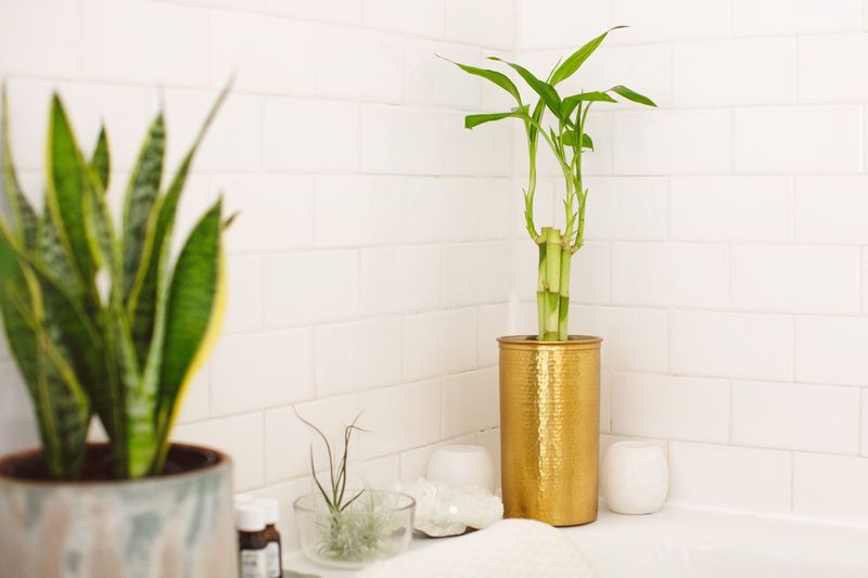 Bamboo