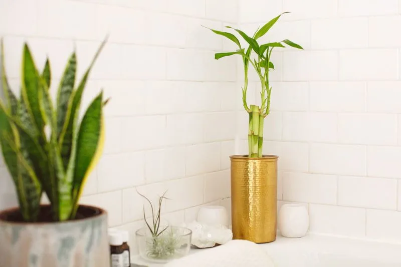 Bamboo