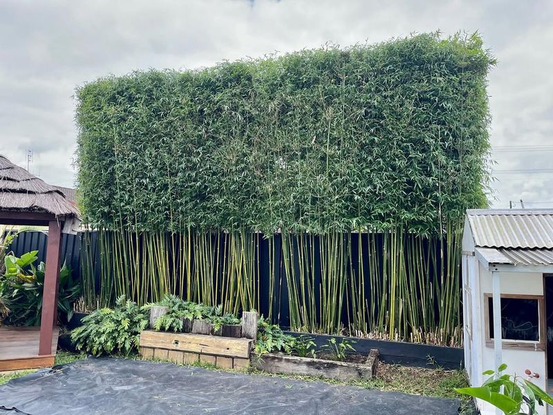 Bamboo Barrier