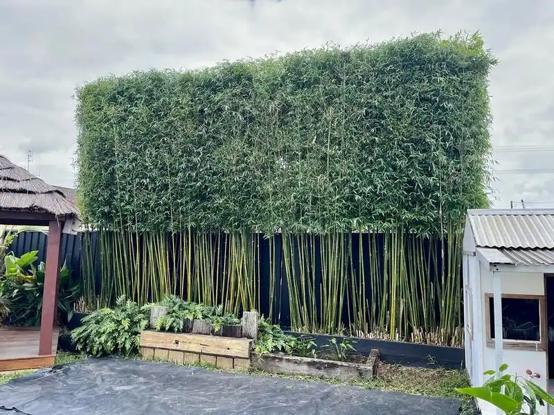 Bamboo Barrier