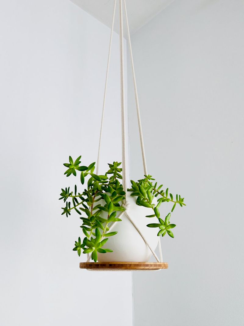 Bamboo Bliss