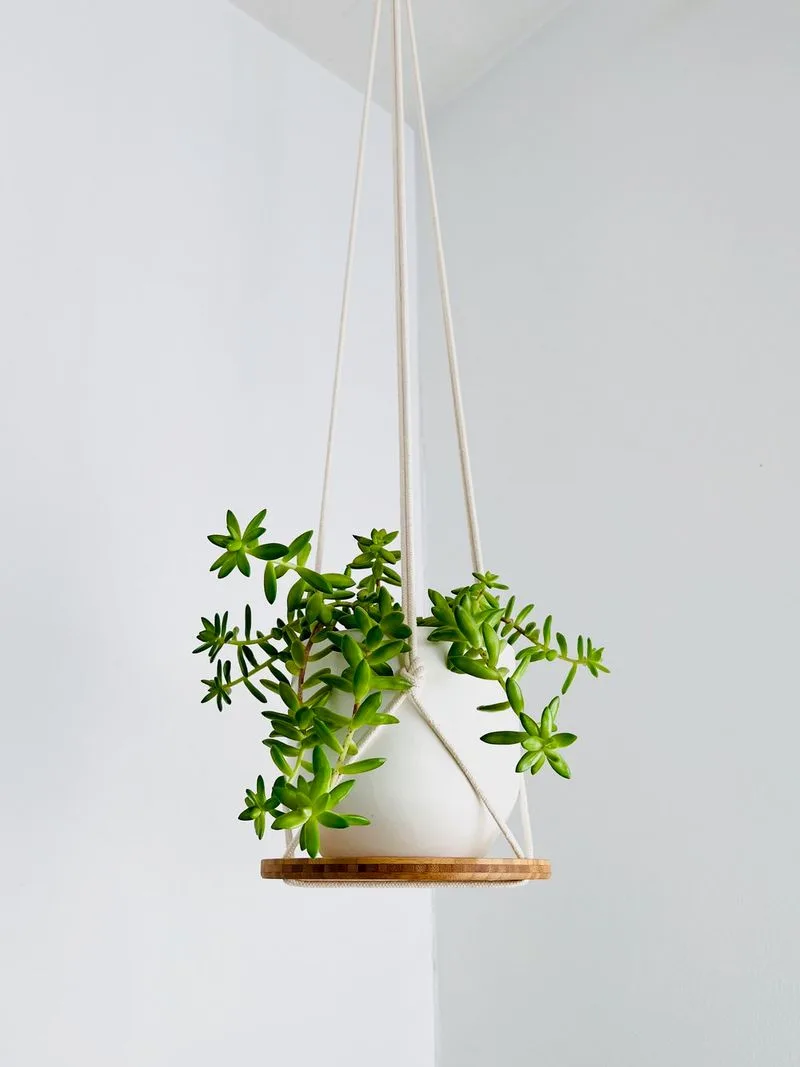 Bamboo Bliss