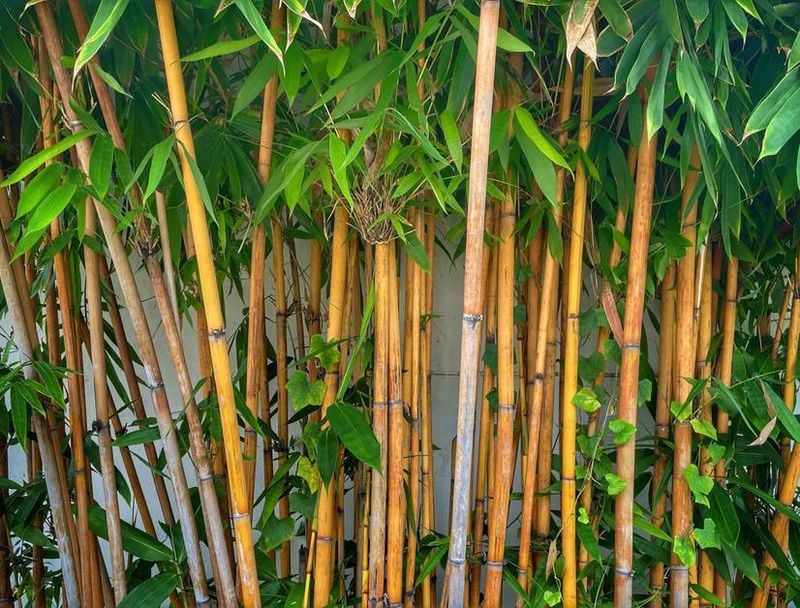 Bamboo Invasion