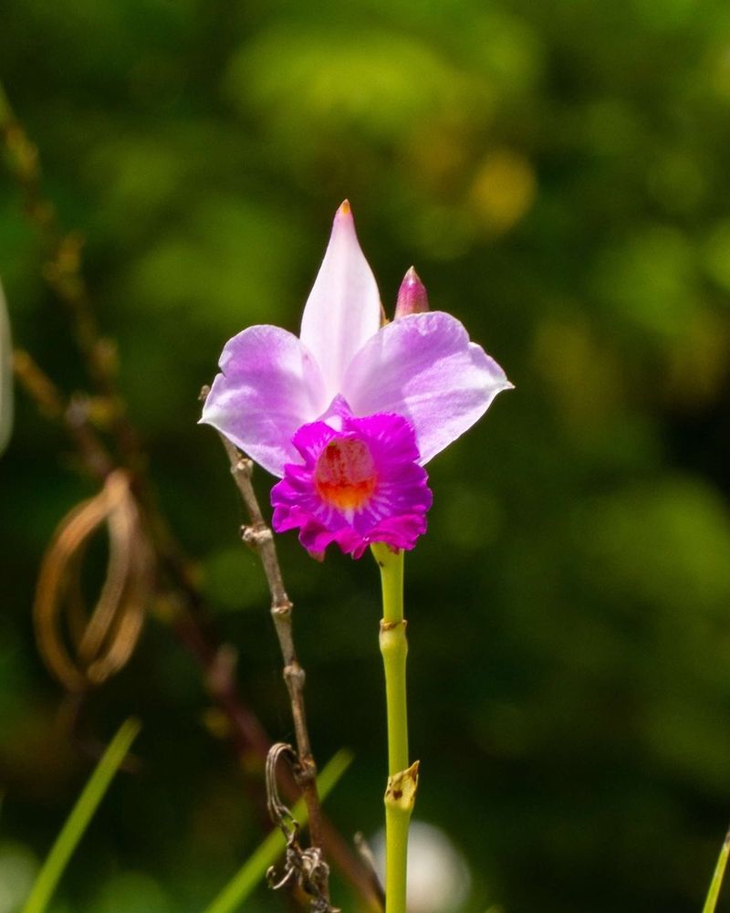 Bamboo Orchid
