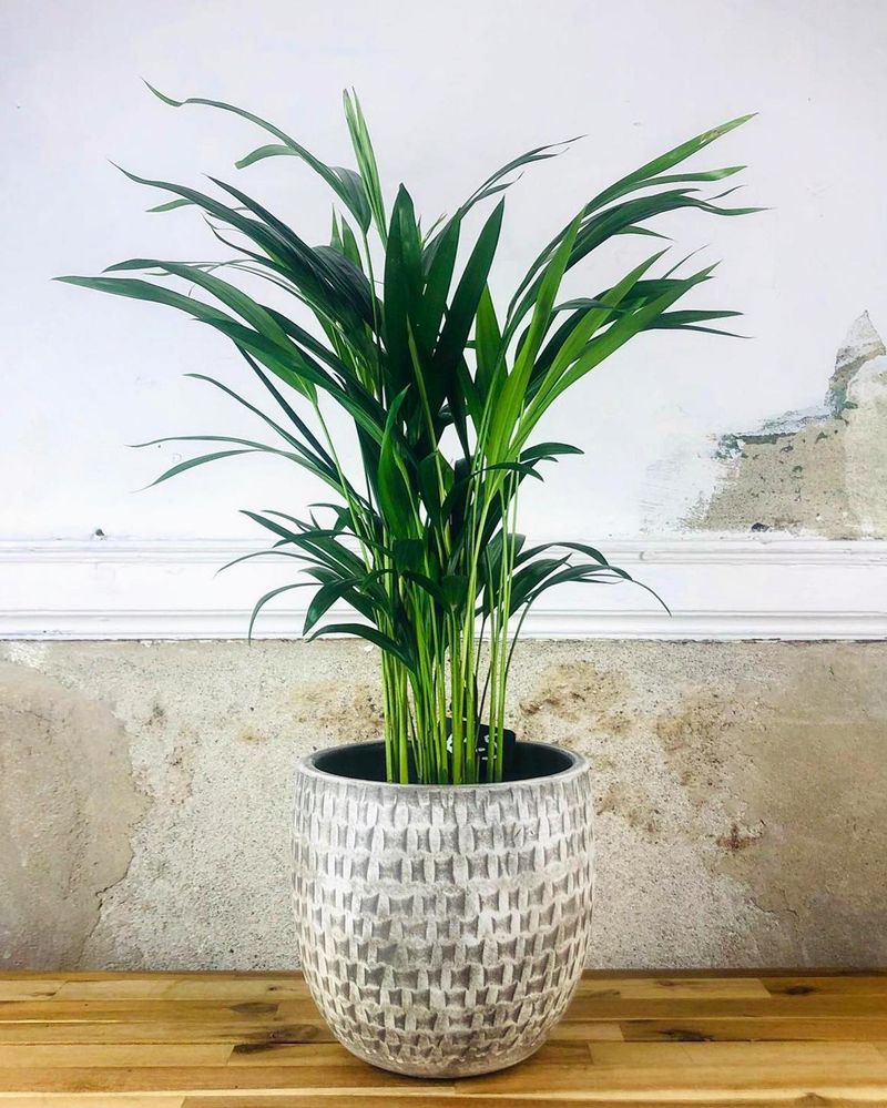 Bamboo Palm