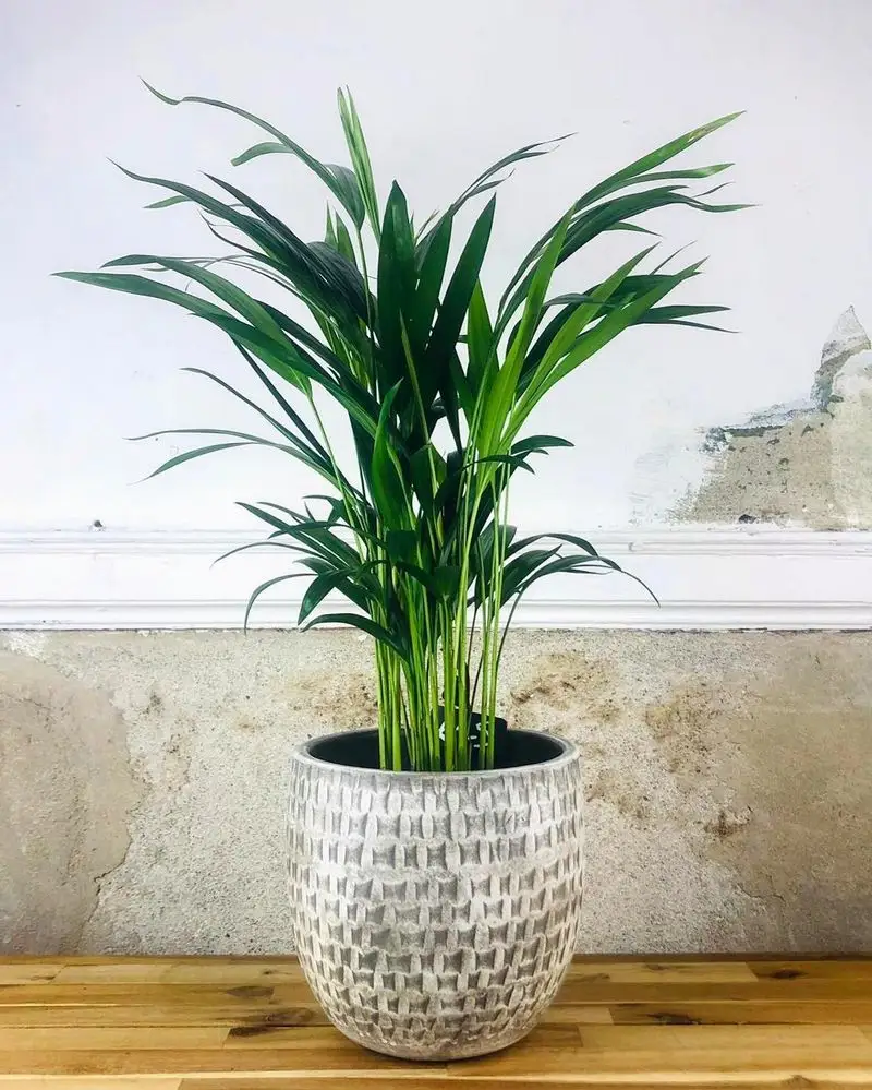 Bamboo Palm