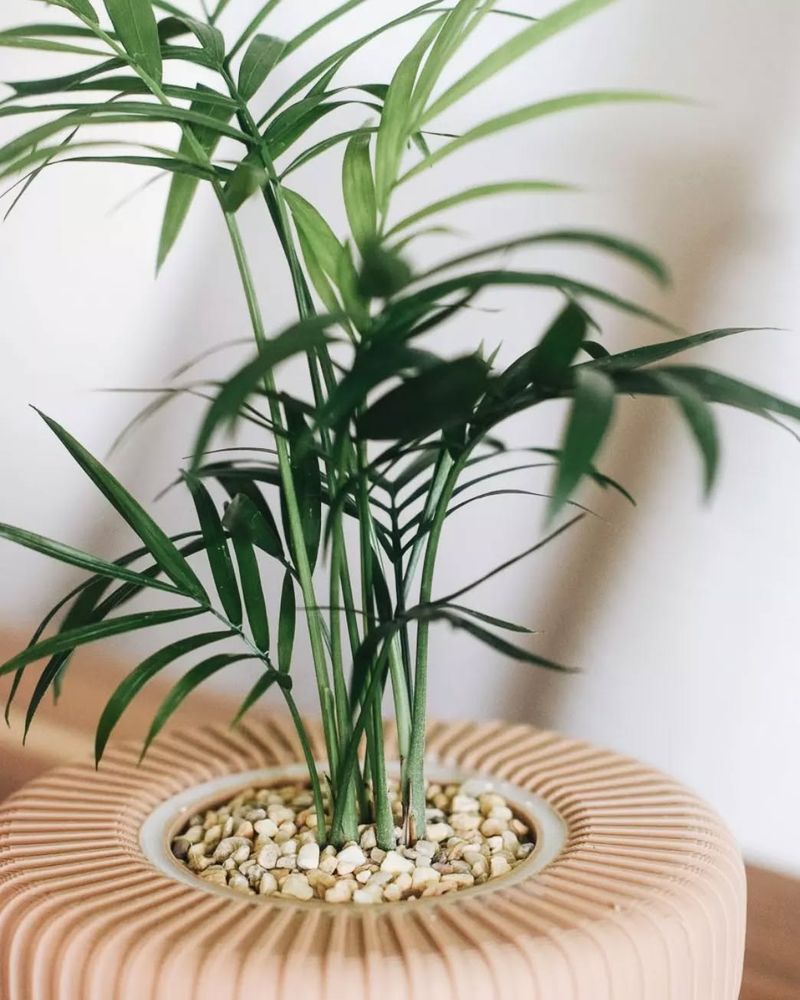 Bamboo Palm