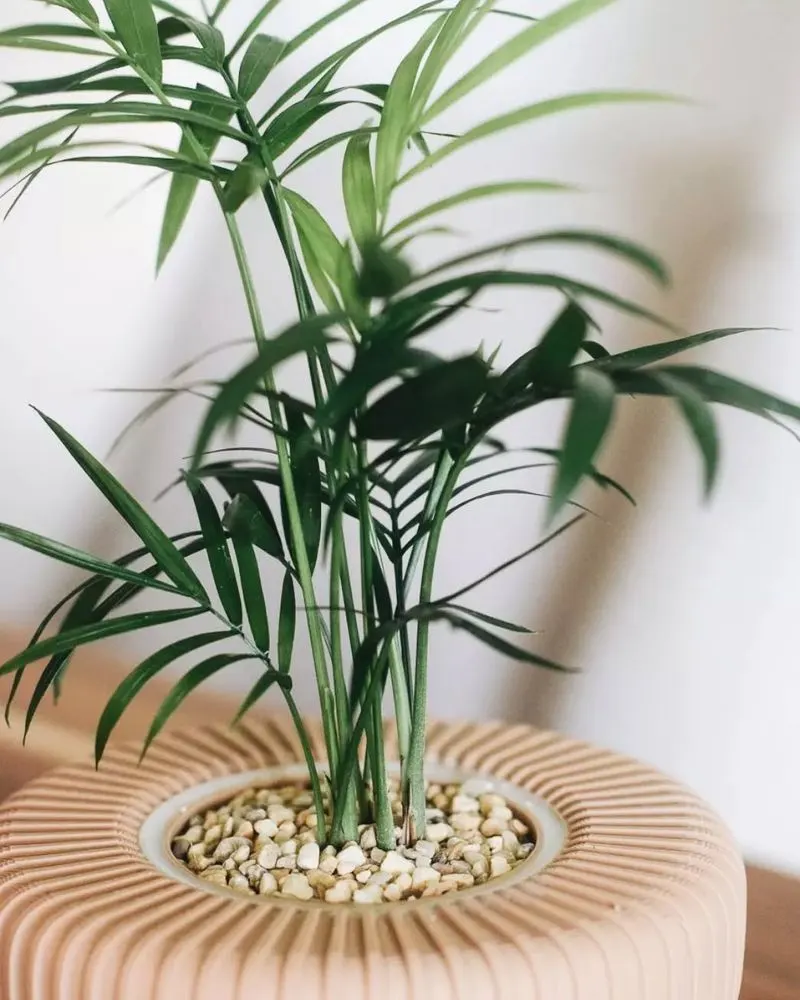 Bamboo Palm