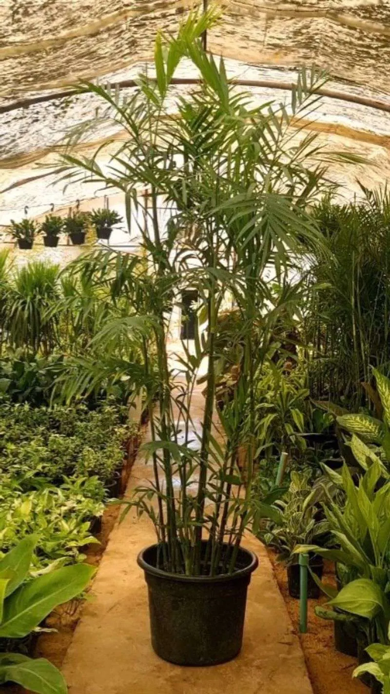Bamboo Palm