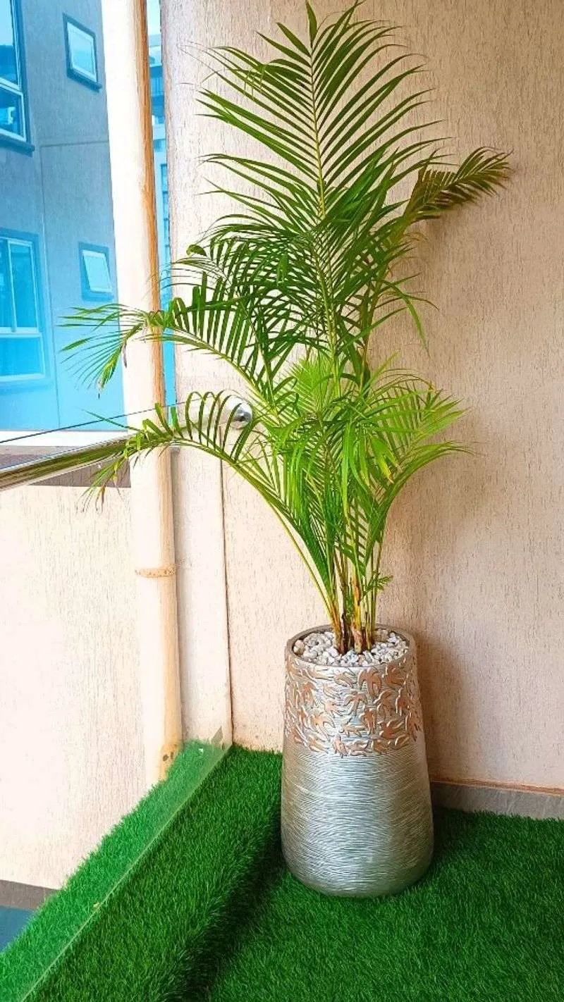 Bamboo Palm