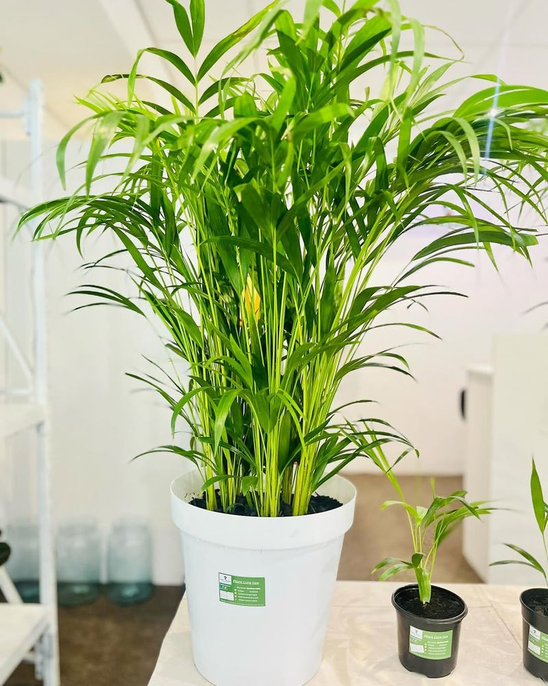 Bamboo Palm