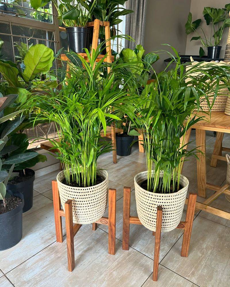 Bamboo Palm