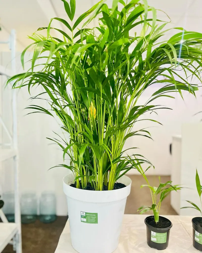 Bamboo Palm