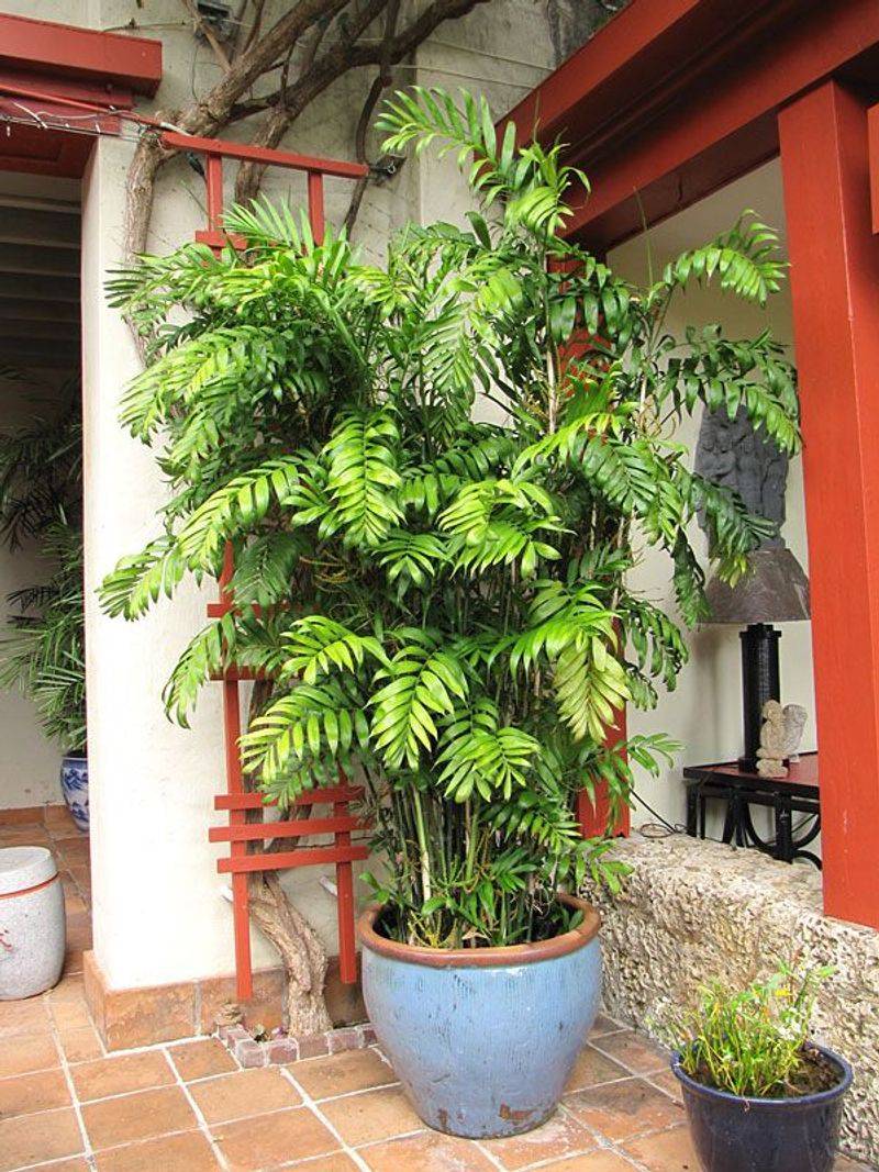 Bamboo Palm
