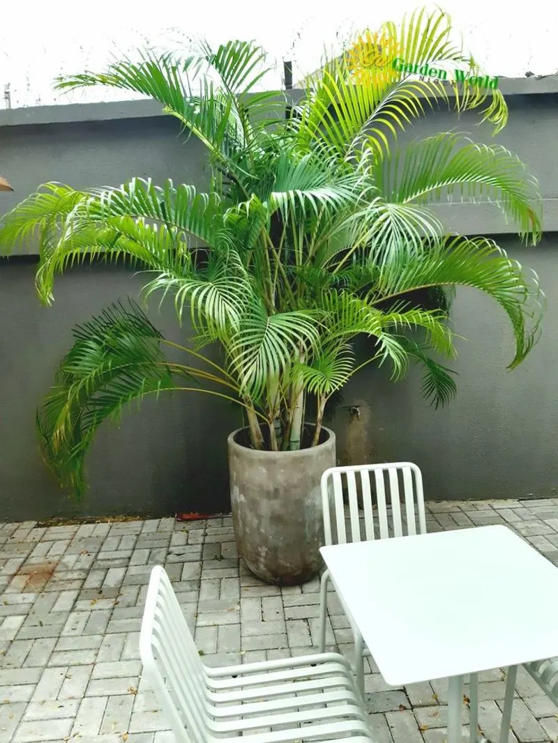 Bamboo Palm