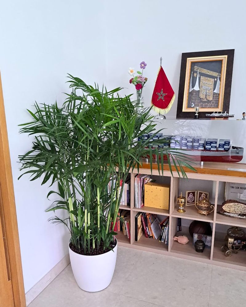 Bamboo Palm