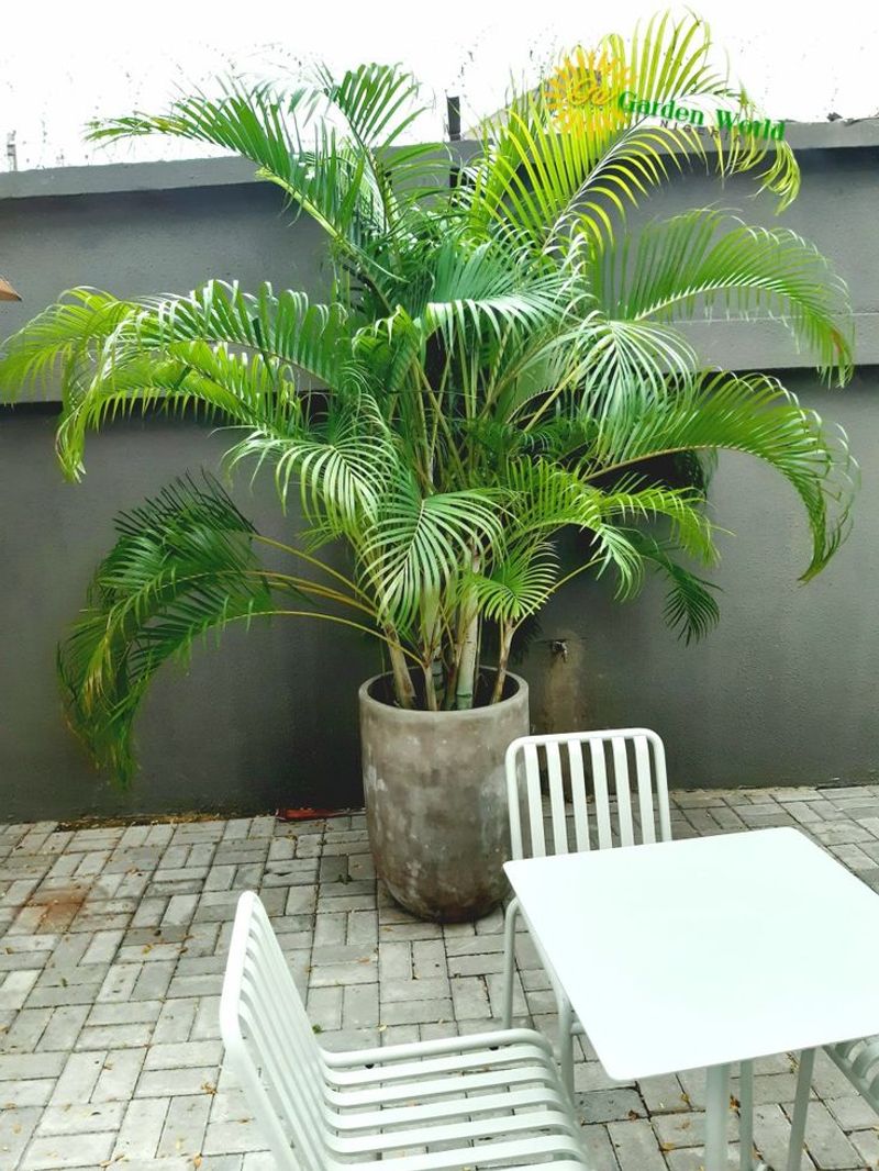 Bamboo Palm