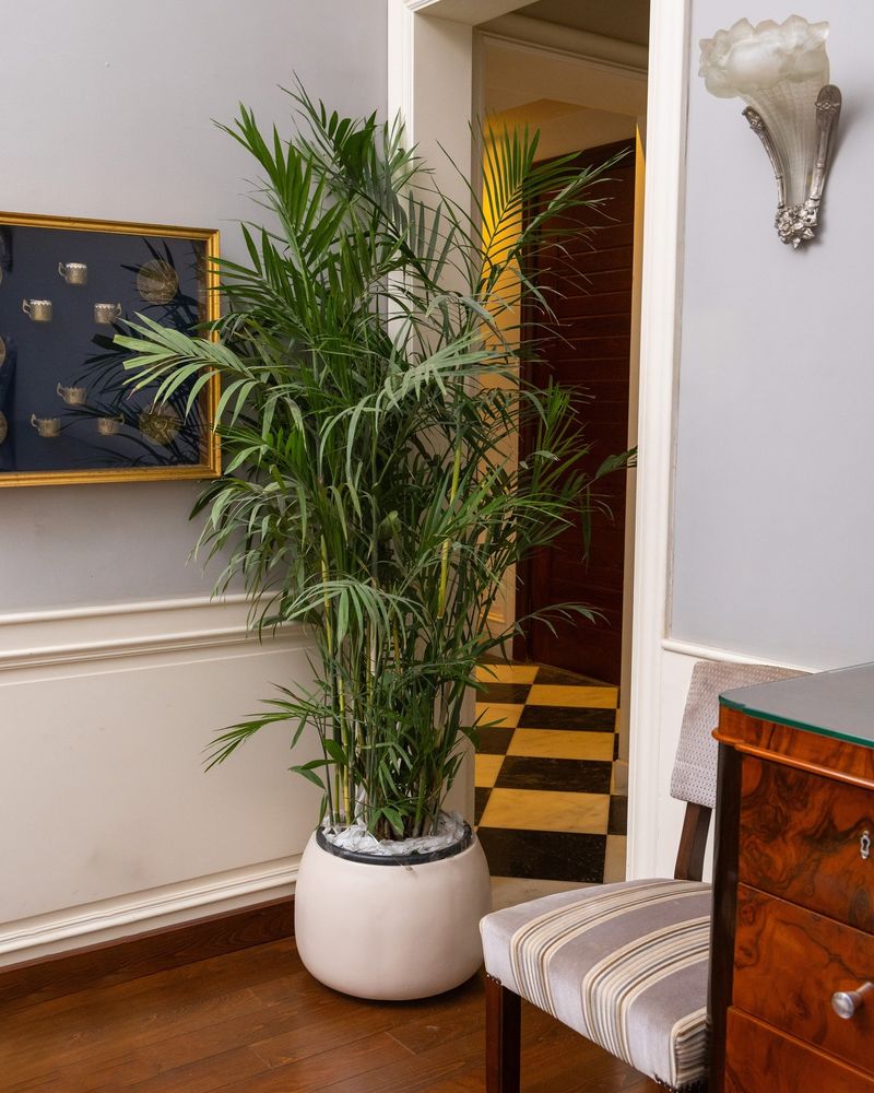 Bamboo Palm