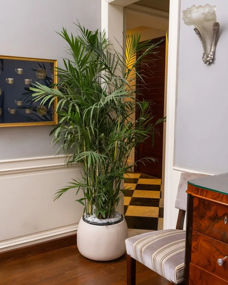 Bamboo Palm