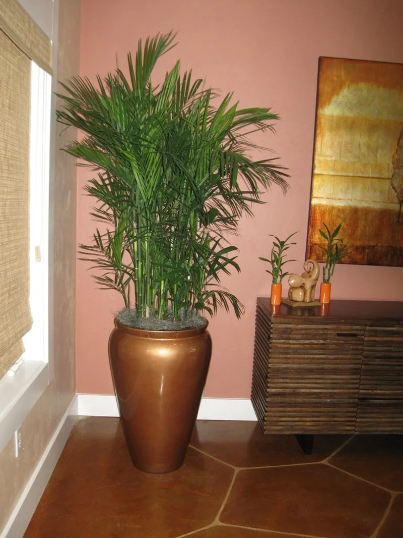 Bamboo Palm
