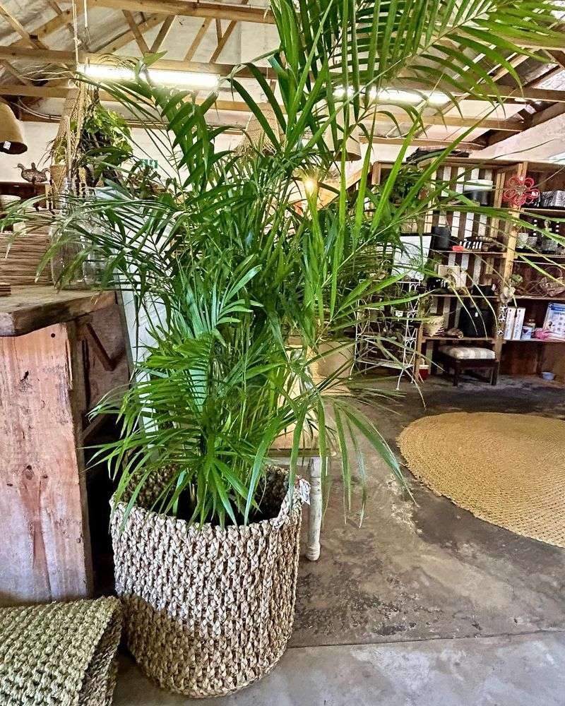 Bamboo Palm