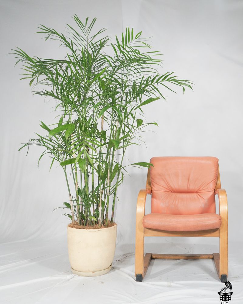 Bamboo Palm (Chamaedorea seifrizii)