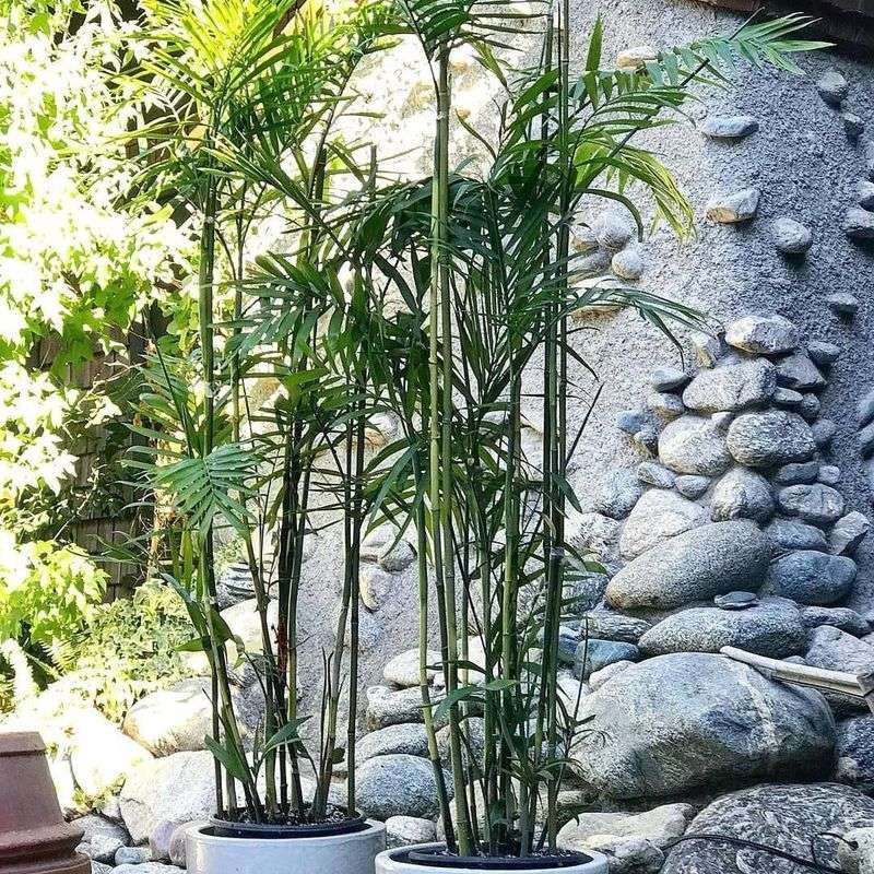 Bamboo Palm (Chamaedorea seifrizii)