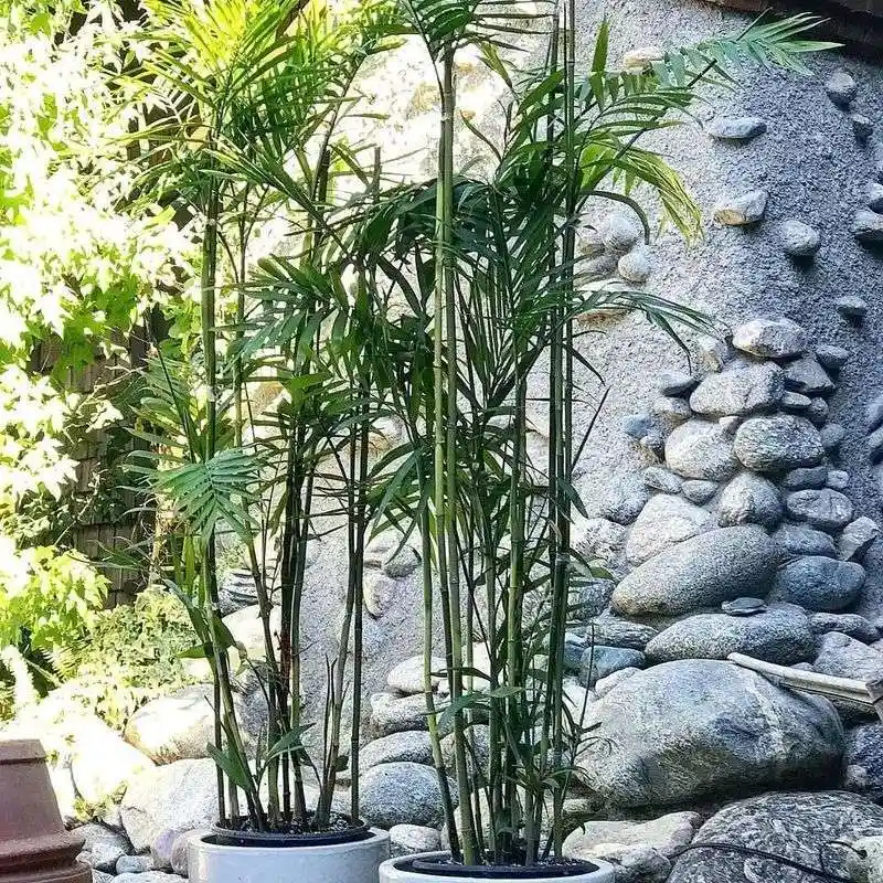Bamboo Palm (Chamaedorea seifrizii)