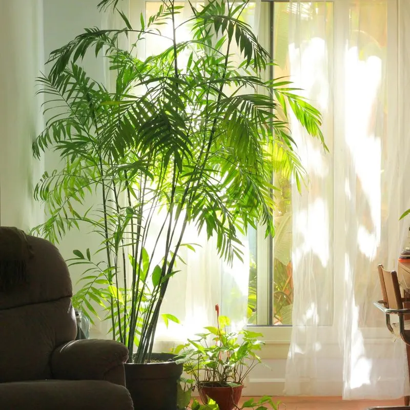 Bamboo Palm and Jade Plant