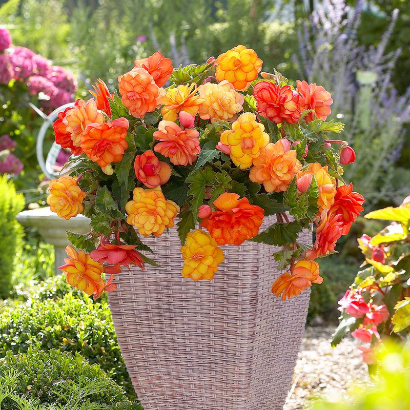 Begonia