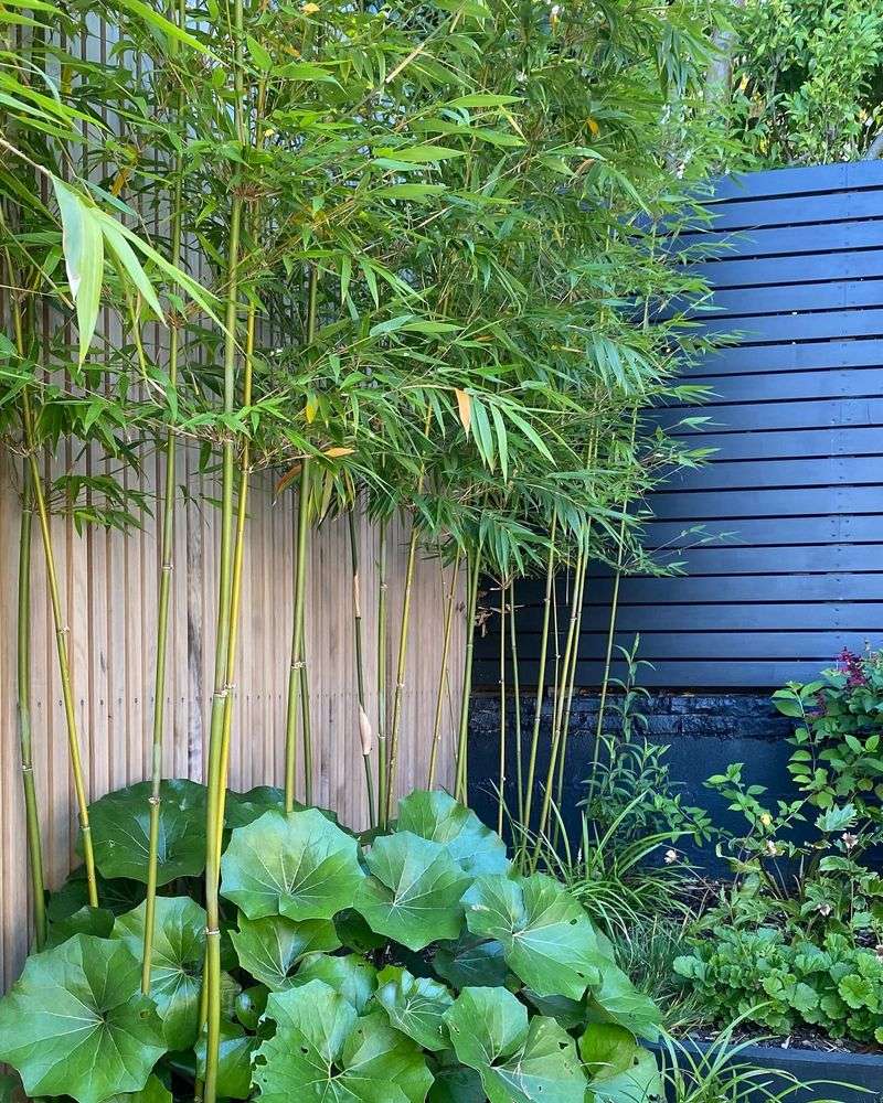 Bamboo Privacy Screen