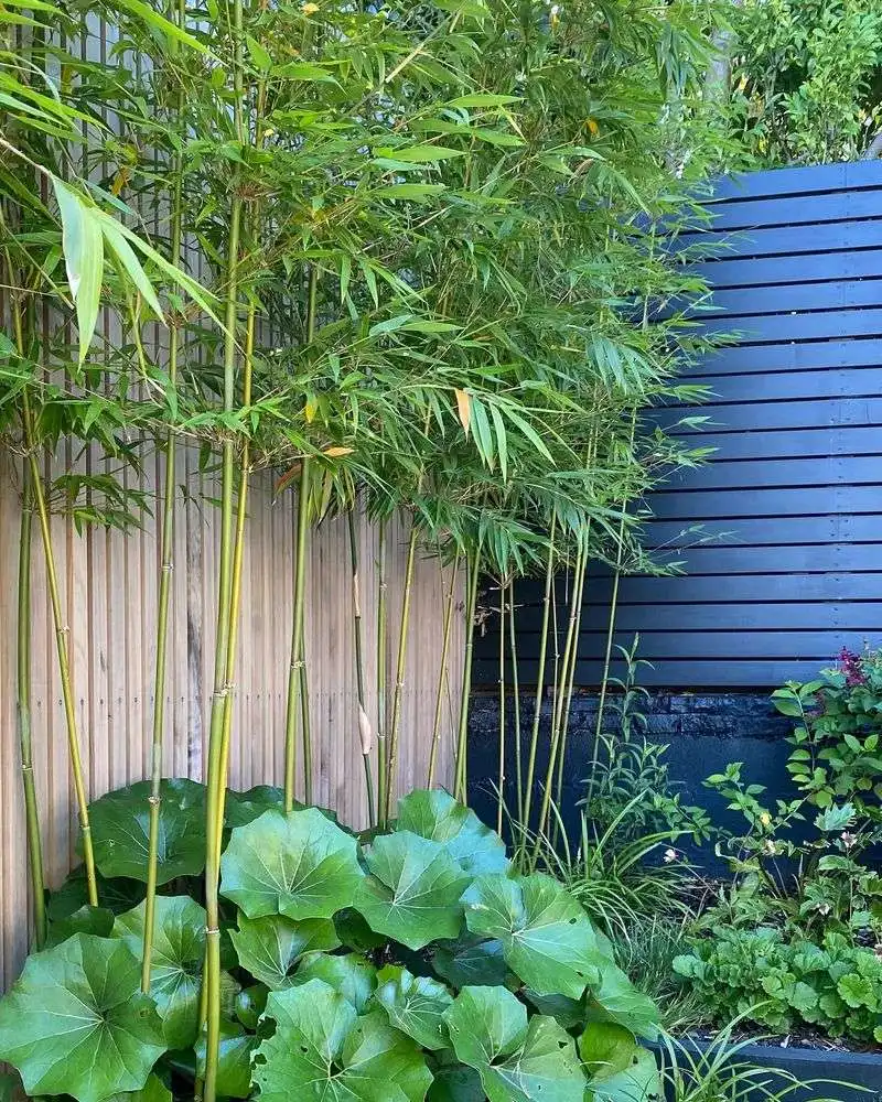Bamboo Privacy Screen