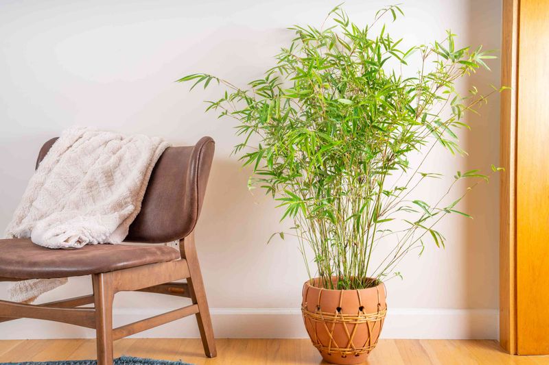 Bamboo Tree