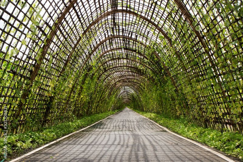 Bamboo and Ivy