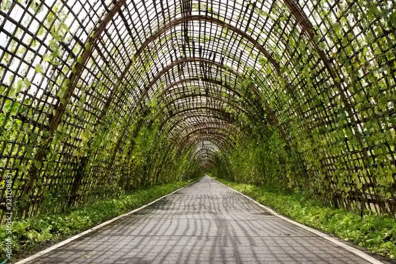 Bamboo and Ivy