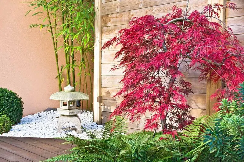 Bamboo and Japanese Maple
