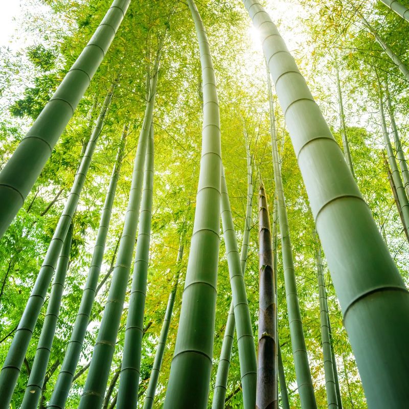 Bamboo’s Rapid Growth