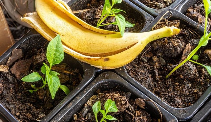 Banana Peel Fertilizer
