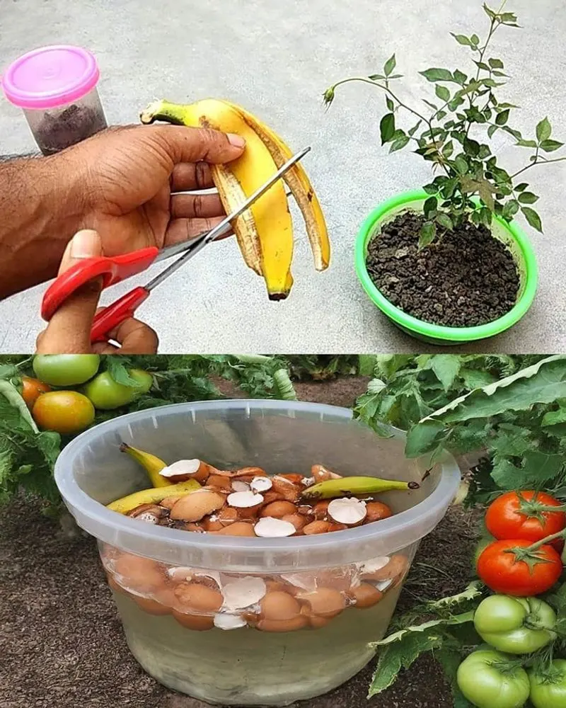 Banana Peels