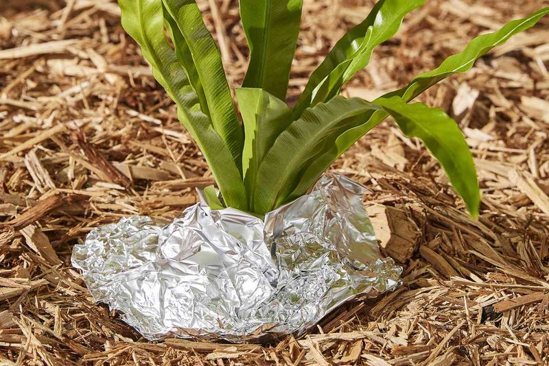 Aluminum Foil