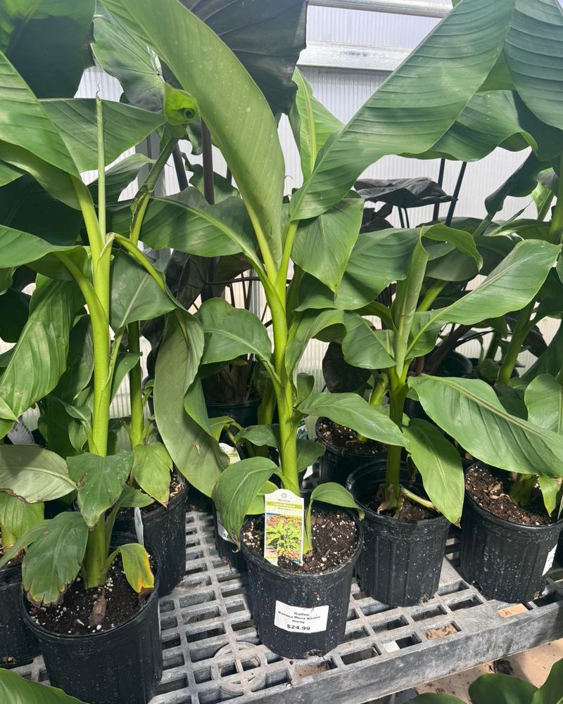 Banana Plant Bust