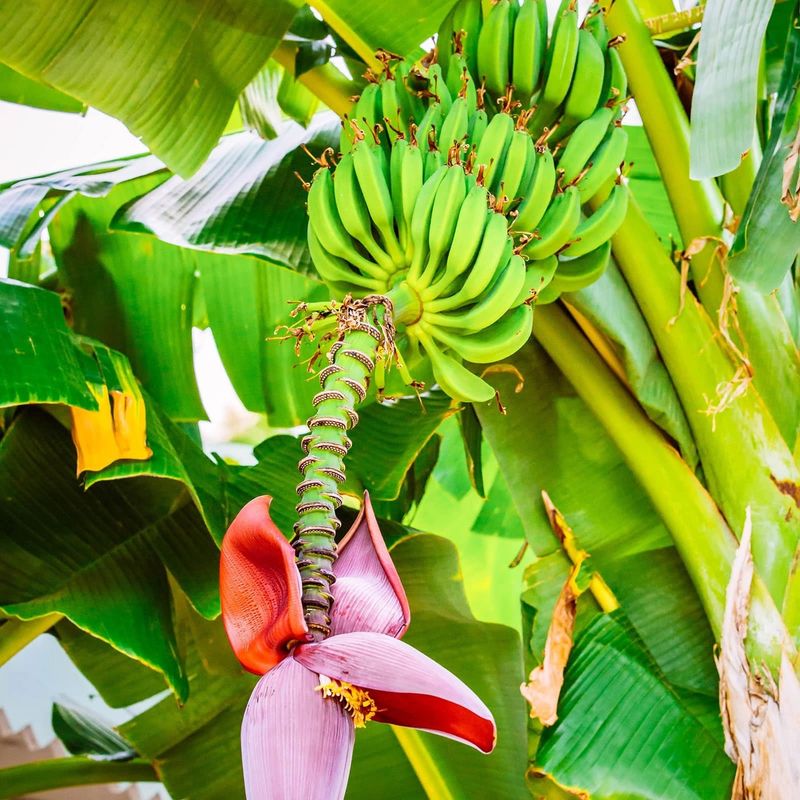 Banana Plant