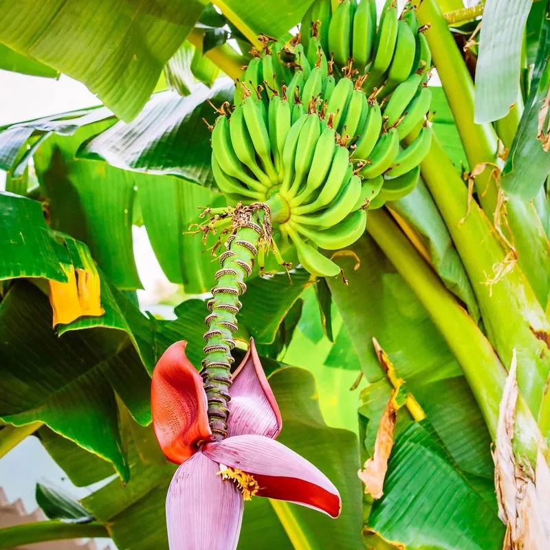Banana Plant