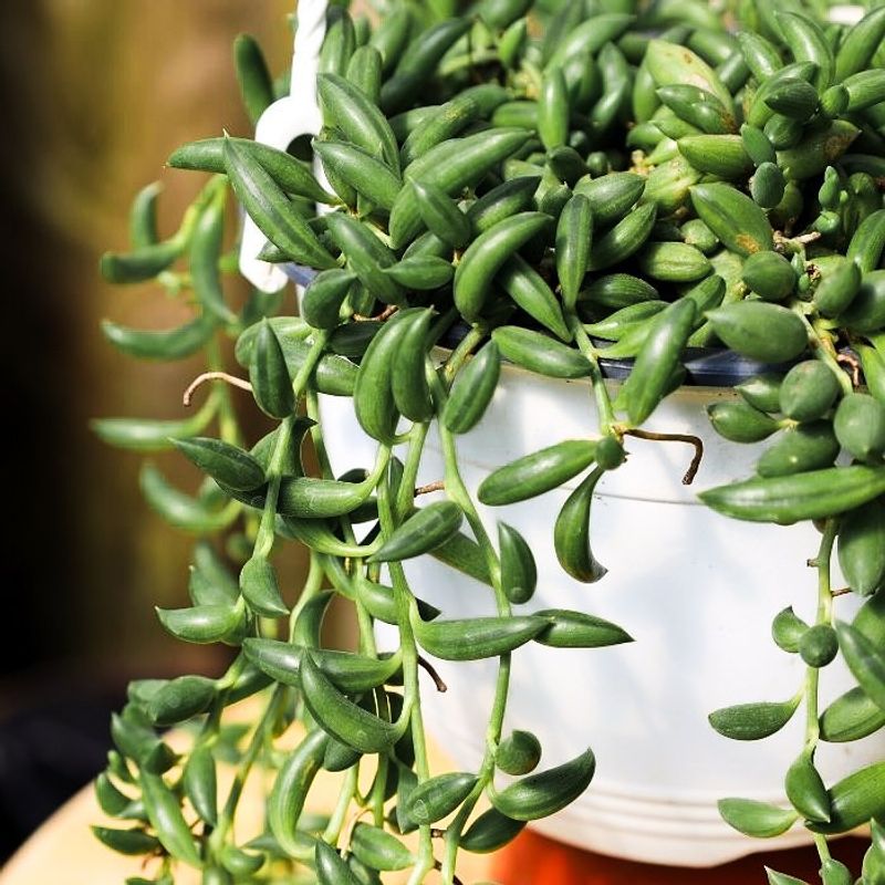 Banana Succulent (Senecio radicans)
