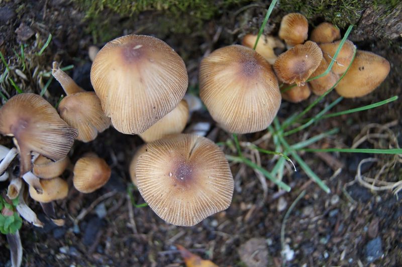 Basidiomycetes