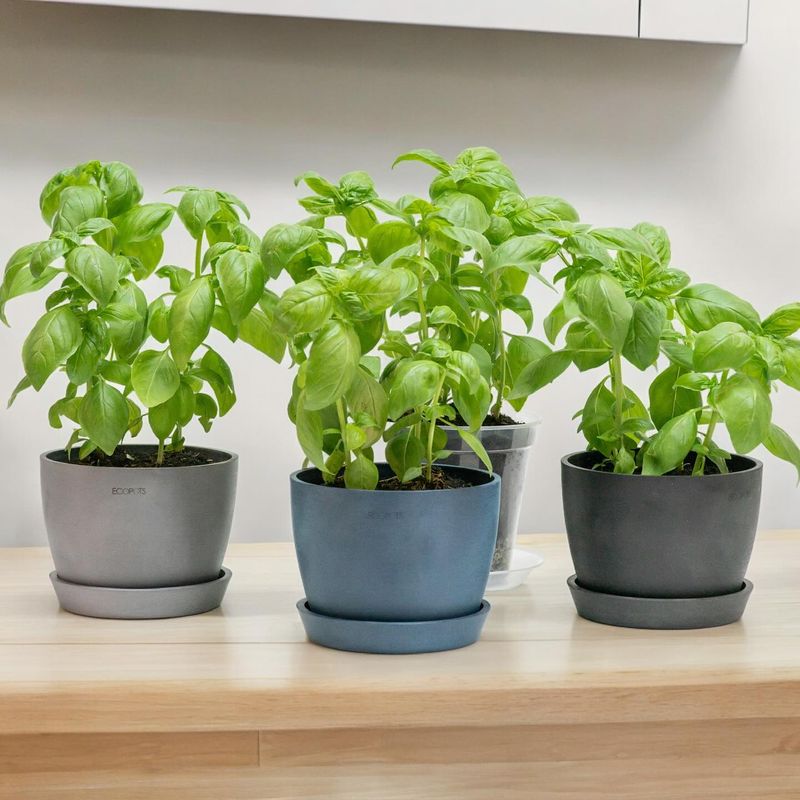 Basil
