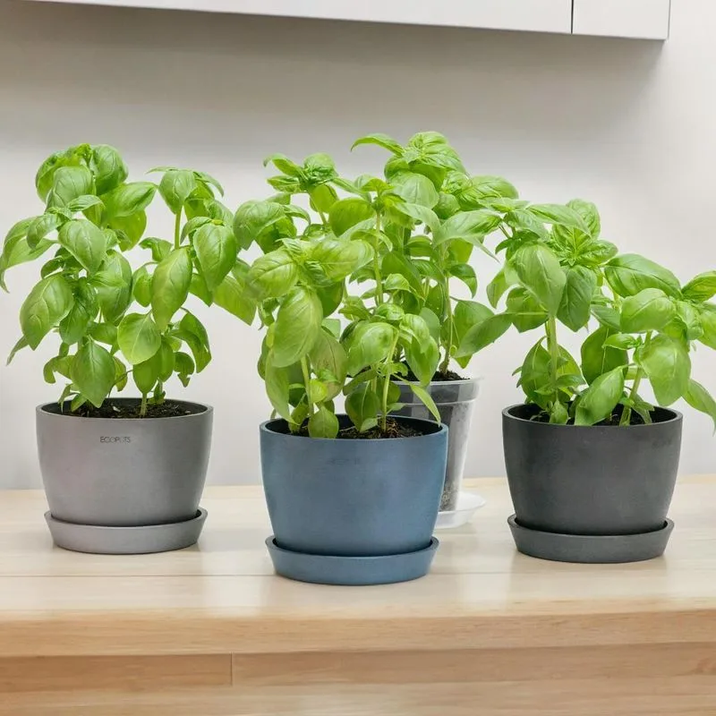 Basil