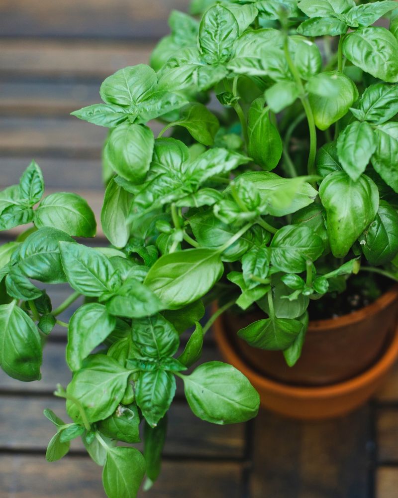 Basil